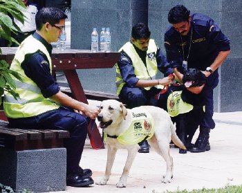 В Малайзии умерла собака, боровшаяся с пиратами