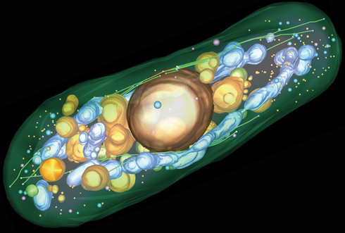 биокомпьютер