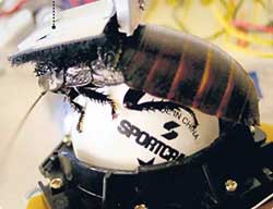 mouse_33.jpg mouse_33.jpg